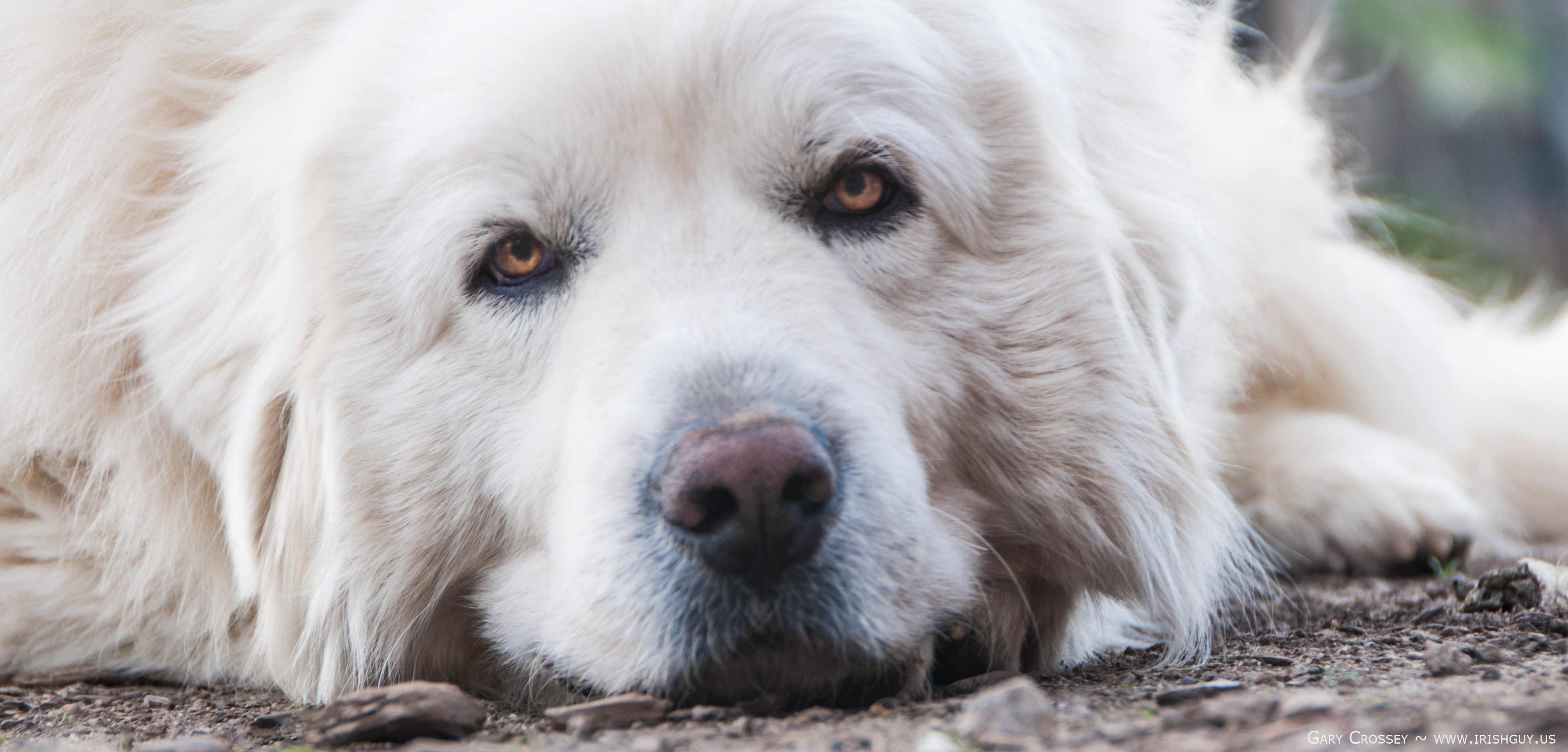 Asheville Photography Dog Animal Portrait 