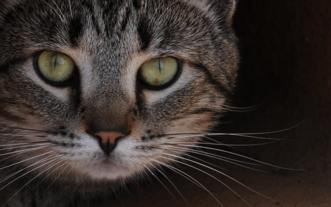 PHOTOGRAPHY: Headshot Kitty