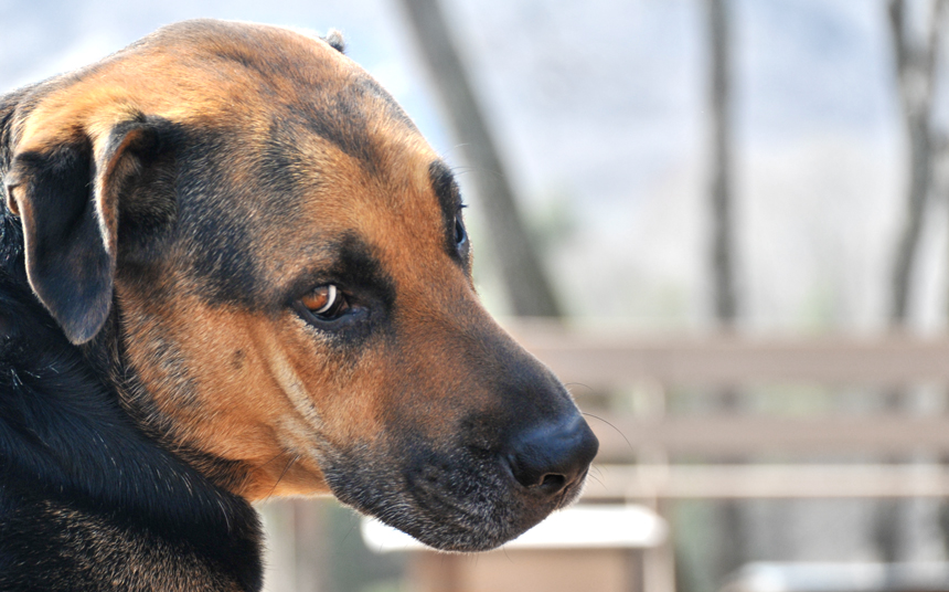 Asheville Photography Sample - Animal - Dog Portrait
