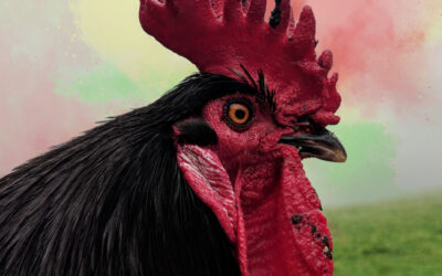 PHOTOGRAPHY Rooster